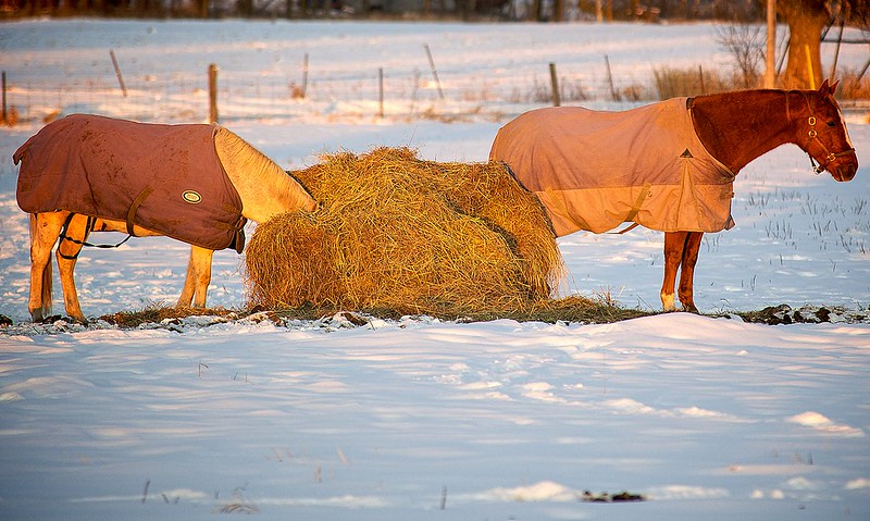 A horse with its head buried in a haystack.